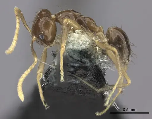 Nylanderia braueri specimen