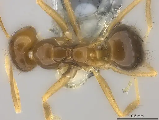 Nylanderia braueri - CASENT0181474