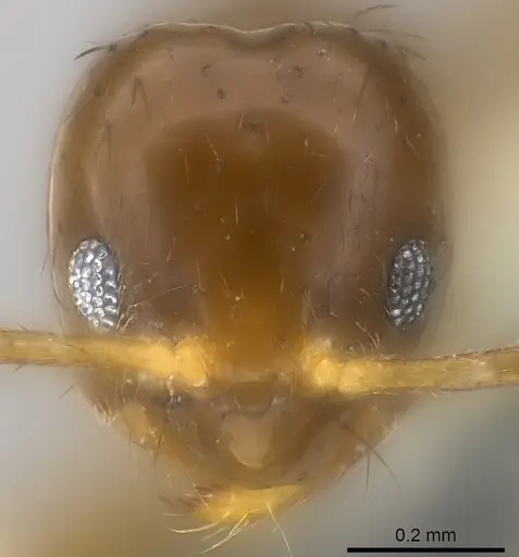 Nylanderia braueri - CASENT0181474