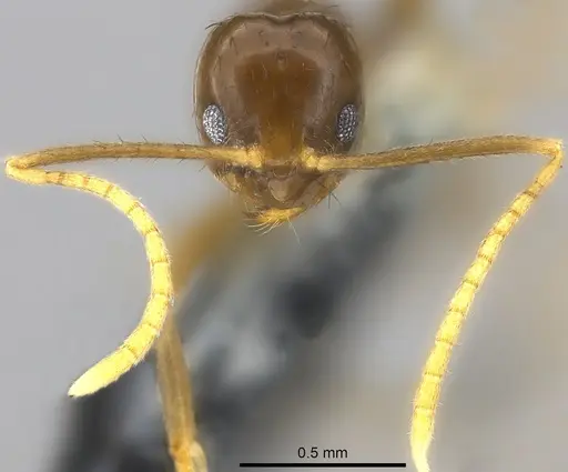 Nylanderia braueri - CASENT0181474