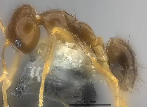 Nylanderia braueri - CASENT0181474