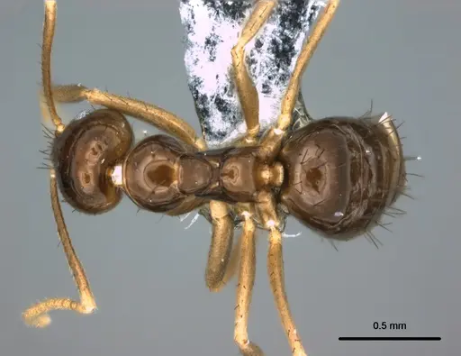 Nylanderia braueri - CASENT0181506