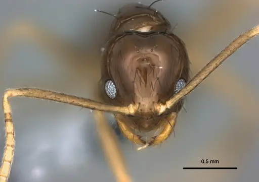 Nylanderia braueri - CASENT0181506