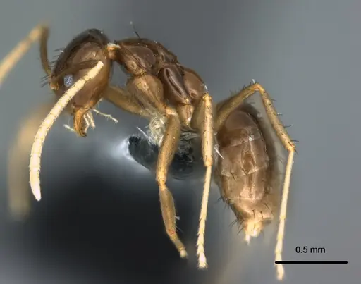 Nylanderia braueri - CASENT0181506