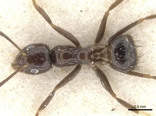 Nylanderia braueri - CASENT0903129