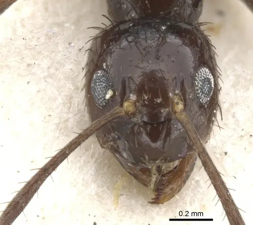 Nylanderia braueri - CASENT0903129