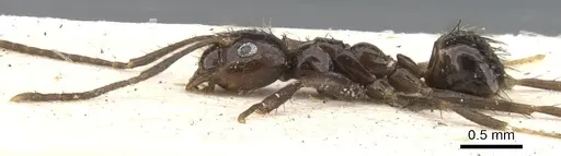 Nylanderia braueri - CASENT0903129