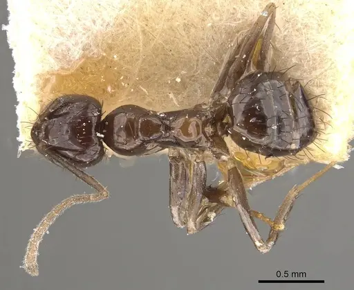 Nylanderia braueri - CASENT0911015