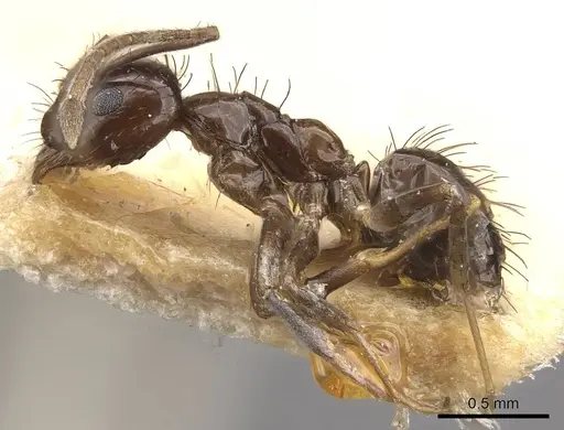 Nylanderia braueri - CASENT0911015