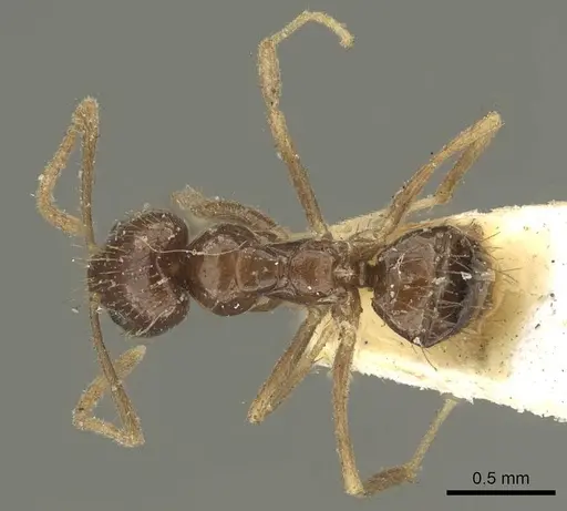 Nylanderia braueri - CASENT0915719