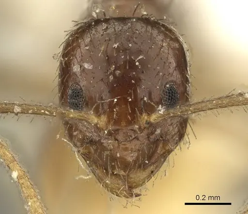 Nylanderia braueri - CASENT0915719