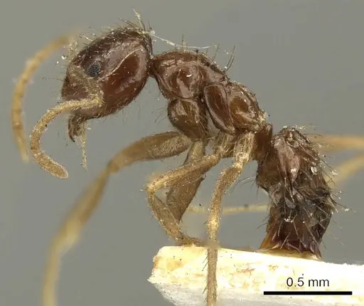 Nylanderia braueri - CASENT0915719