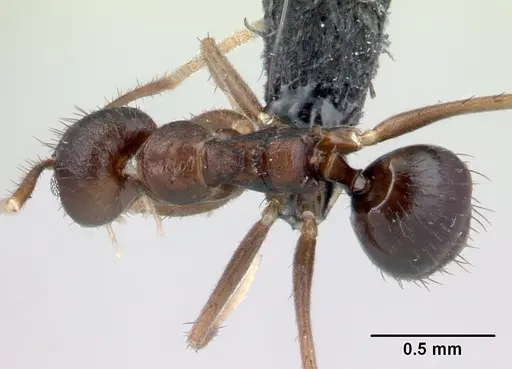 Nylanderia brevisetula specimen