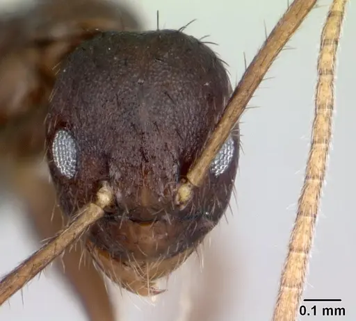 Nylanderia brevisetula specimen