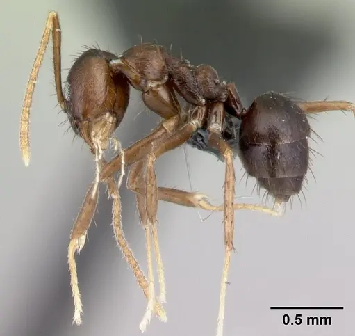 Nylanderia brevisetula specimen