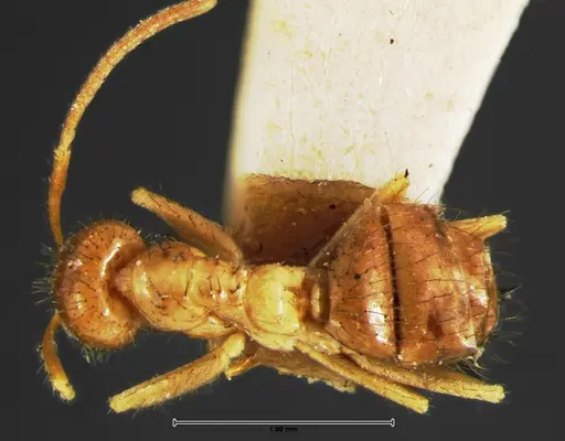 Nylanderia bruesii specimen