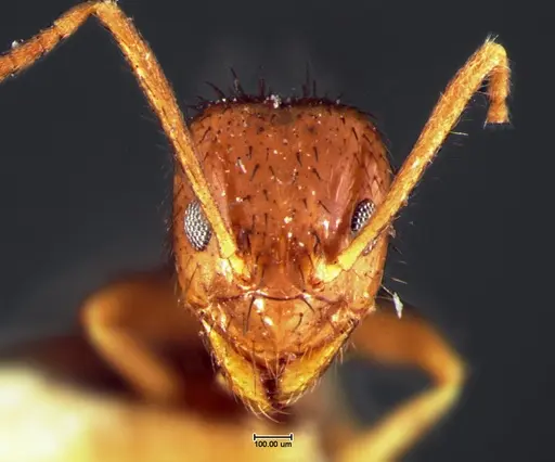 Nylanderia bruesii specimen