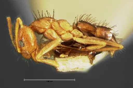 Nylanderia bruesii specimen