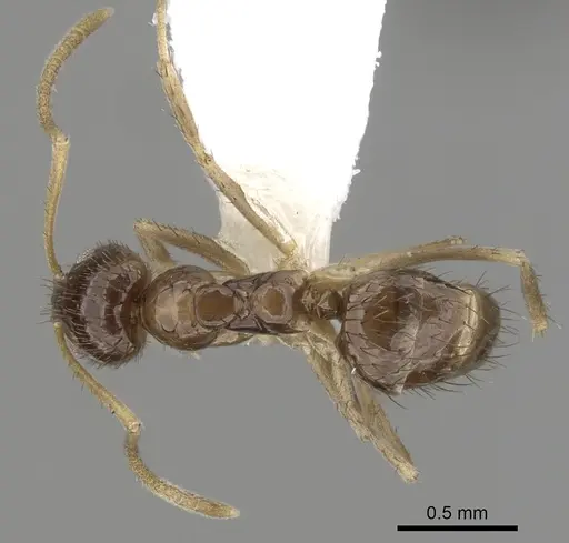 Nylanderia bruesii - CASENT0280575