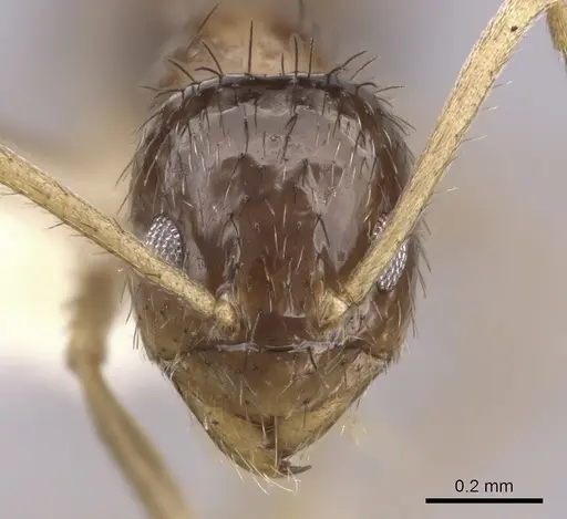 Nylanderia bruesii - CASENT0280575