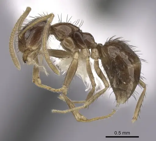 Nylanderia bruesii - CASENT0280575