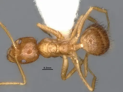 Nylanderia bruesii - CASENT4031884