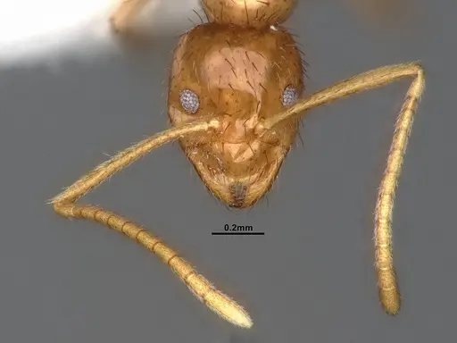 Nylanderia bruesii - CASENT4031884