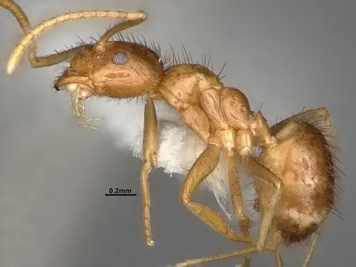 Nylanderia bruesii - CASENT4031884