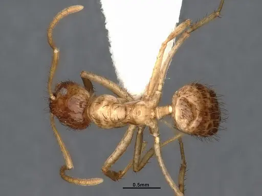 Nylanderia bruesii - CASENT4031885