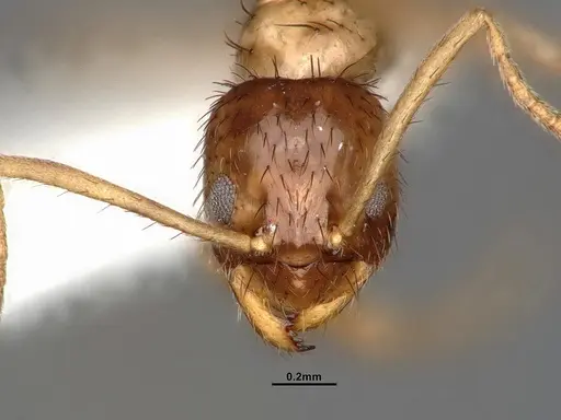 Nylanderia bruesii - CASENT4031885
