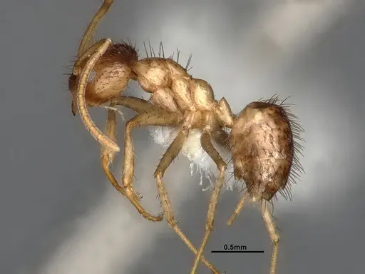 Nylanderia bruesii - CASENT4031885