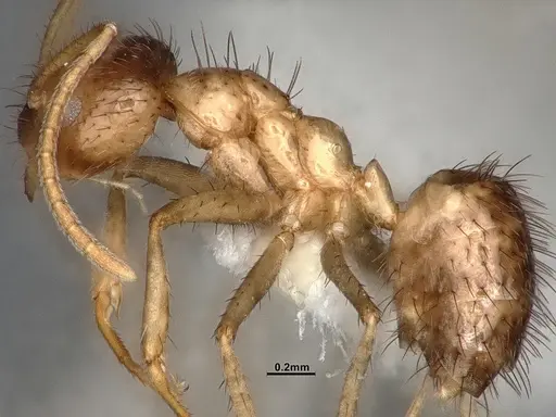 Nylanderia bruesii - CASENT4031885