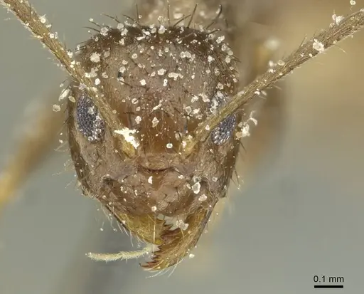 Nylanderia clandestina specimen