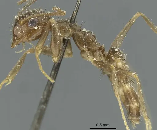 Nylanderia clandestina specimen