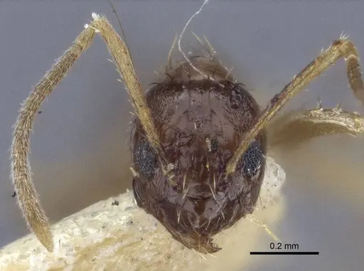 Nylanderia colchica specimen