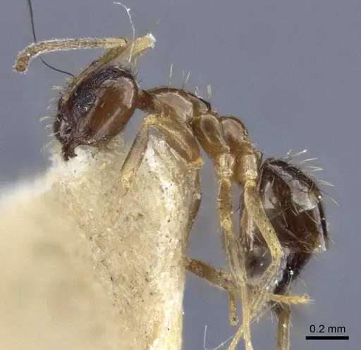 Nylanderia colchica specimen