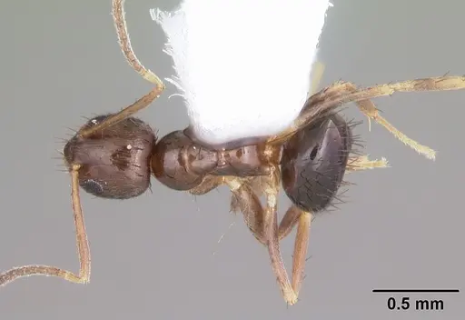 Nylanderia concinna specimen