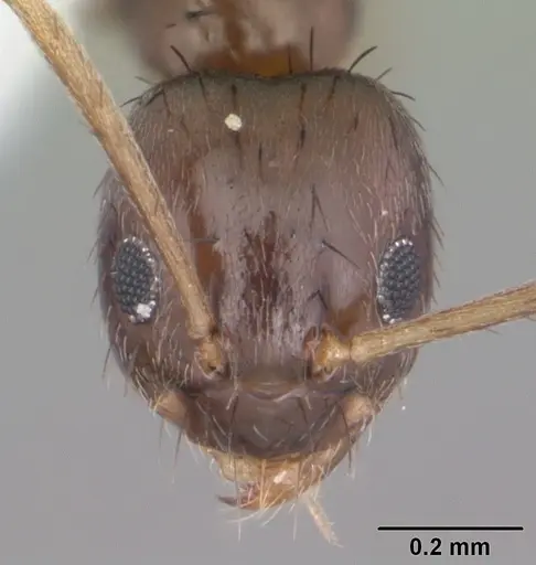 Nylanderia concinna specimen