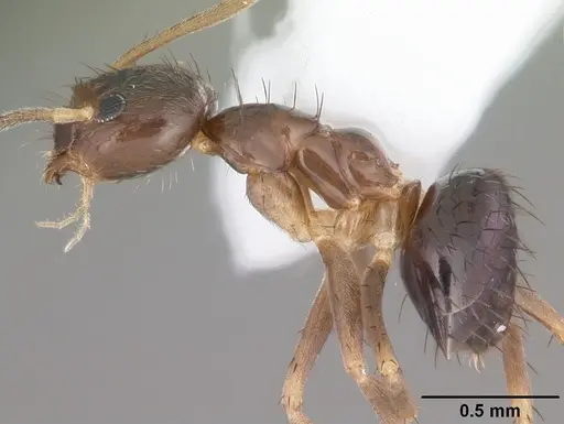 Nylanderia concinna specimen