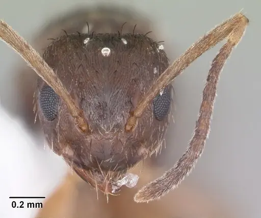 Nylanderia concinna - CASENT0104210