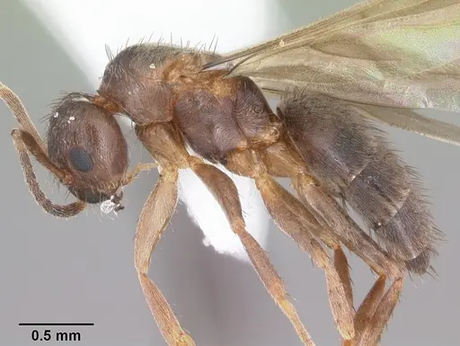 Nylanderia concinna - CASENT0104210