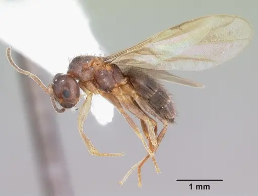 Nylanderia concinna - CASENT0104210