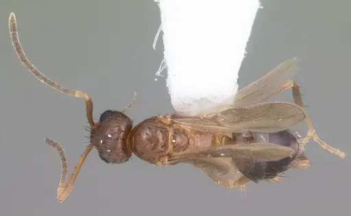 Nylanderia concinna - CASENT0104211