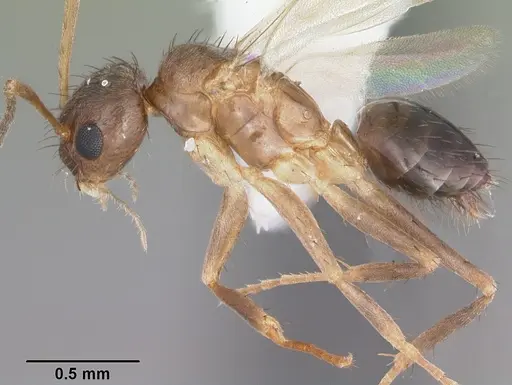 Nylanderia concinna - CASENT0104211