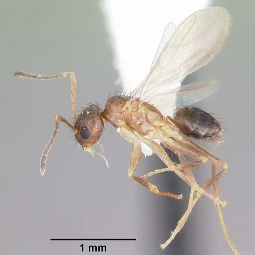 Nylanderia concinna - CASENT0104211