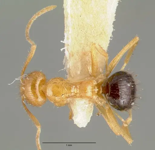 Nylanderia consuta specimen