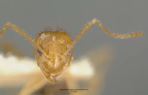 Nylanderia consuta specimen