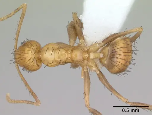 Nylanderia docilis specimen
