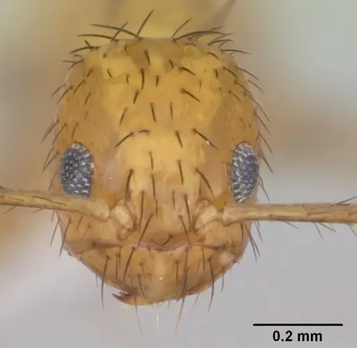 Nylanderia docilis specimen