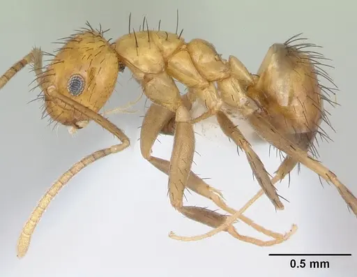 Nylanderia docilis specimen